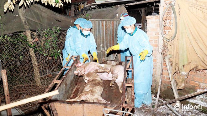 Quảng Bình xuất hiện ổ dịch tả lợn châu Phi đầu tiên tại huyện Minh Hóa