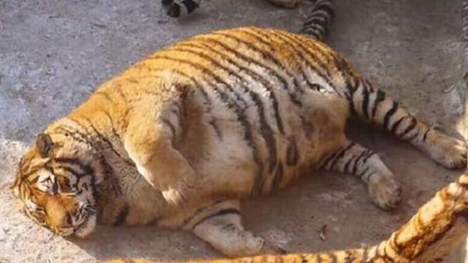 Ngỡ ngàng hình ảnh hổ béo như lợn trong vườn thú Trung Quốc