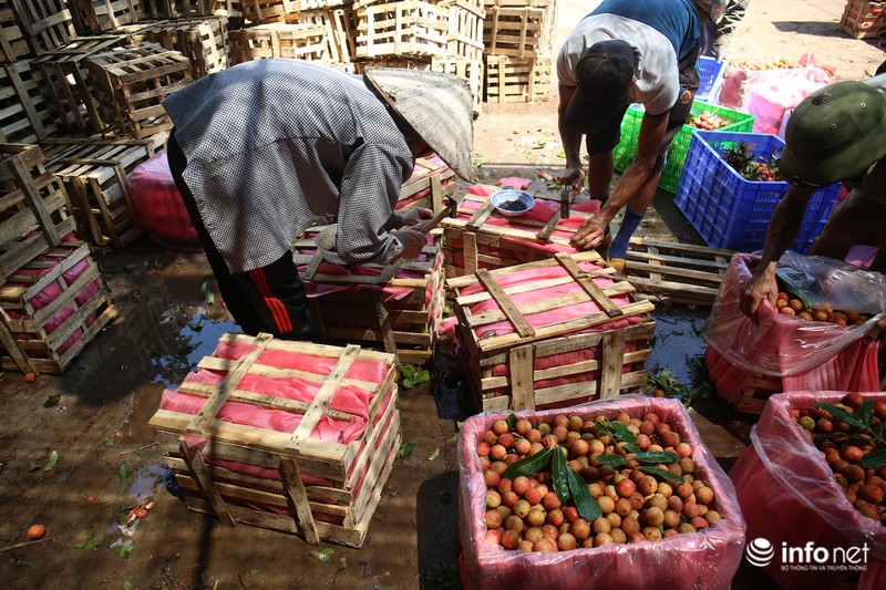 Tận mắt quy trình ướp đá vải thiều Lục Ngạn - ảnh 11