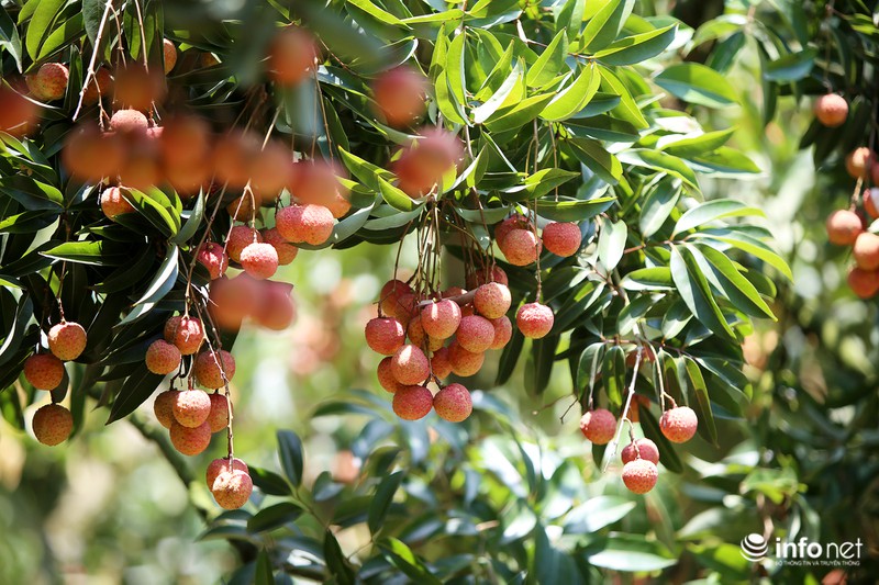 Tận mắt quy trình ướp đá vải thiều Lục Ngạn - ảnh 12