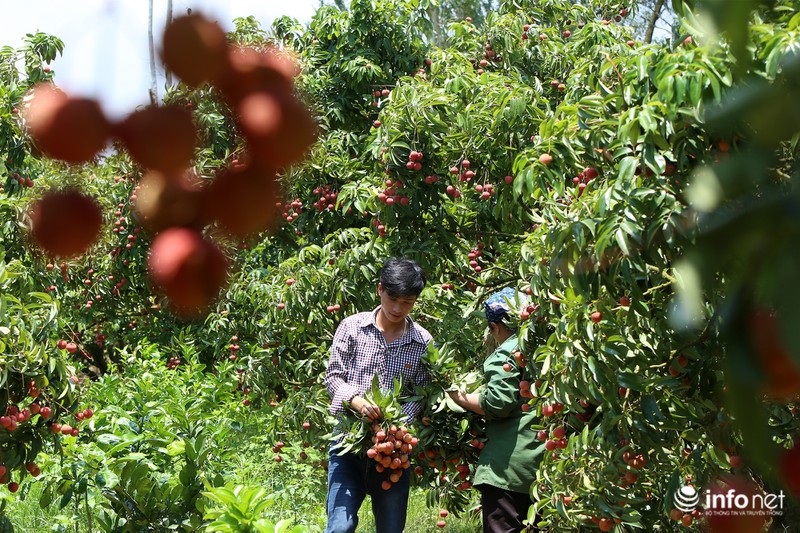 Tận mắt quy trình ướp đá vải thiều Lục Ngạn - ảnh 4