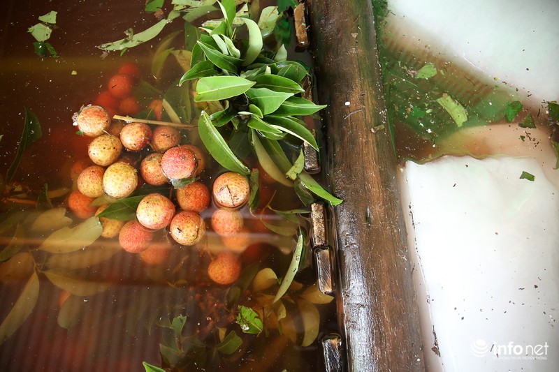 Tận mắt quy trình ướp đá vải thiều Lục Ngạn - ảnh 6