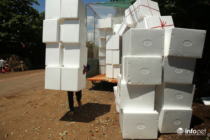 Tận mắt quy trình ướp đá vải thiều Lục Ngạn - ảnh 7