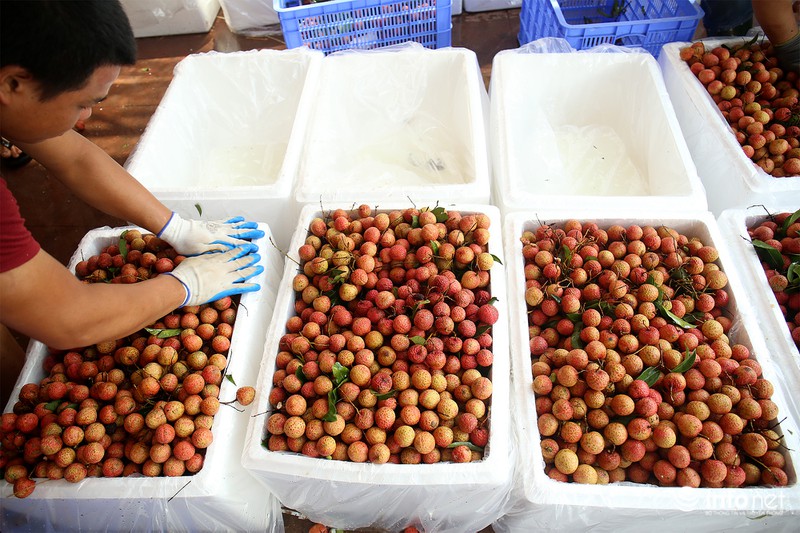 Tận mắt quy trình ướp đá vải thiều Lục Ngạn - ảnh 8