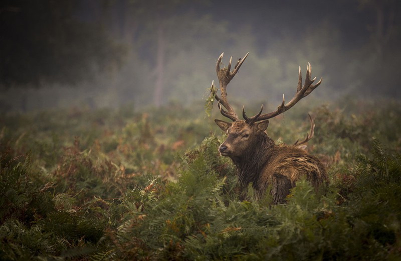Thêm ảnh mùa thu đẹp nao lòng trên khắp thế giới - ảnh 14