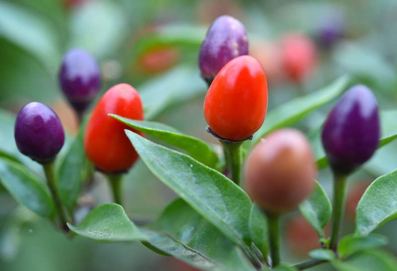 Thêm ảnh mùa thu đẹp nao lòng trên khắp thế giới - ảnh 15