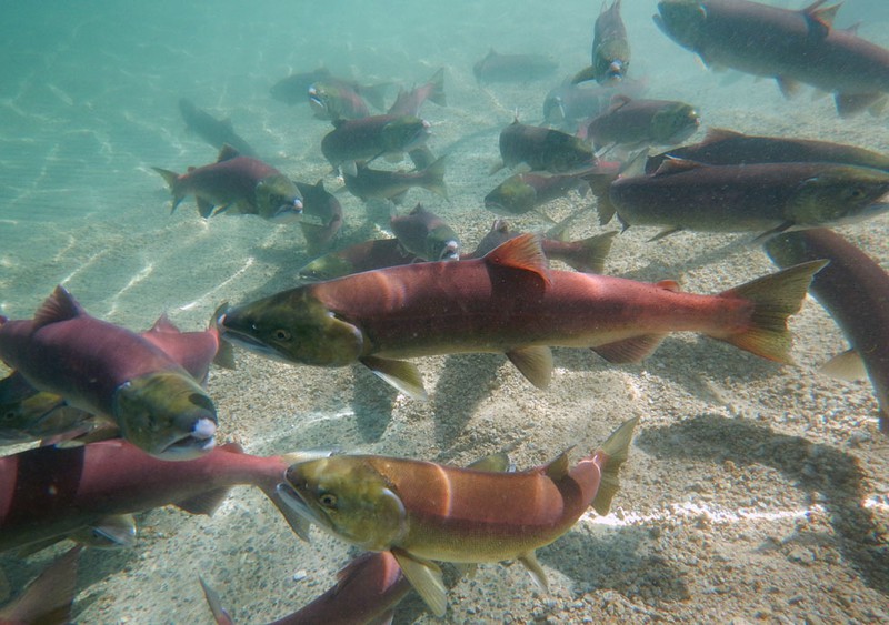 Thêm ảnh mùa thu đẹp nao lòng trên khắp thế giới - ảnh 20