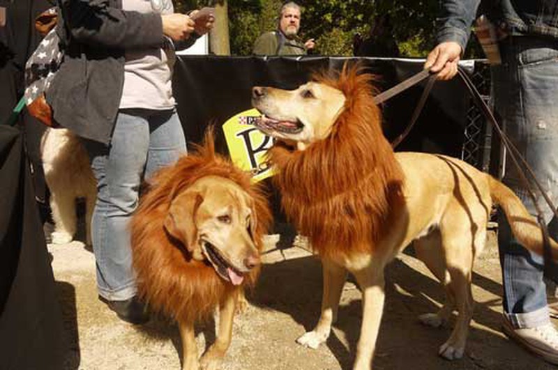 Mỹ: Độc đáo lễ hội Halloween dành cho chó cưng - ảnh 10