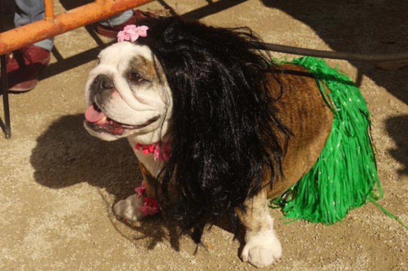 Mỹ: Độc đáo lễ hội Halloween dành cho chó cưng - ảnh 3