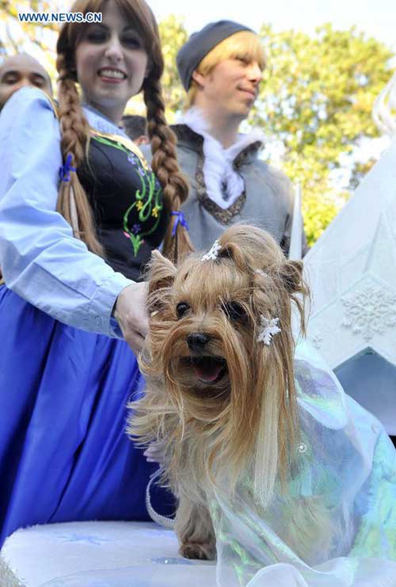 Mỹ: Độc đáo lễ hội Halloween dành cho chó cưng - ảnh 4
