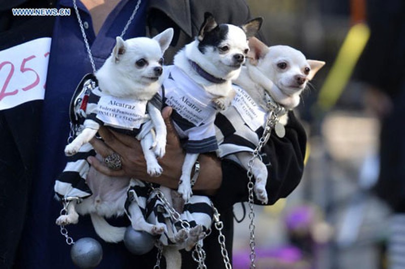 Mỹ: Độc đáo lễ hội Halloween dành cho chó cưng - ảnh 6