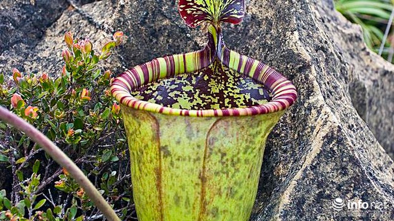 Những cây cỏ sắp tuyệt chủng - ảnh 1