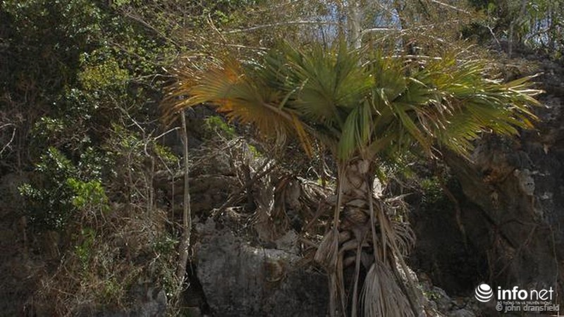 Những cây cỏ sắp tuyệt chủng - ảnh 2