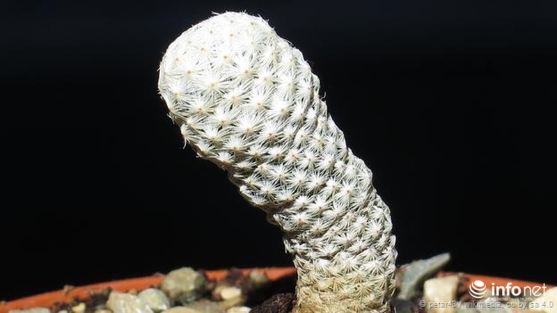 Những cây cỏ sắp tuyệt chủng - ảnh 4