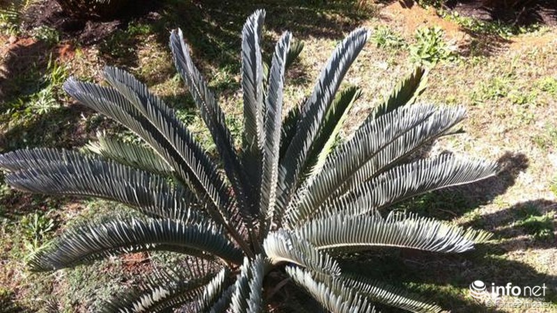 Những cây cỏ sắp tuyệt chủng - ảnh 5