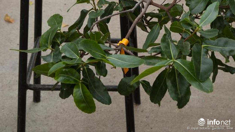 Những cây cỏ sắp tuyệt chủng - ảnh 6