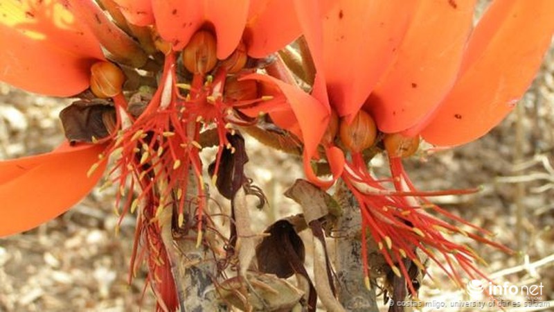 Những cây cỏ sắp tuyệt chủng - ảnh 9