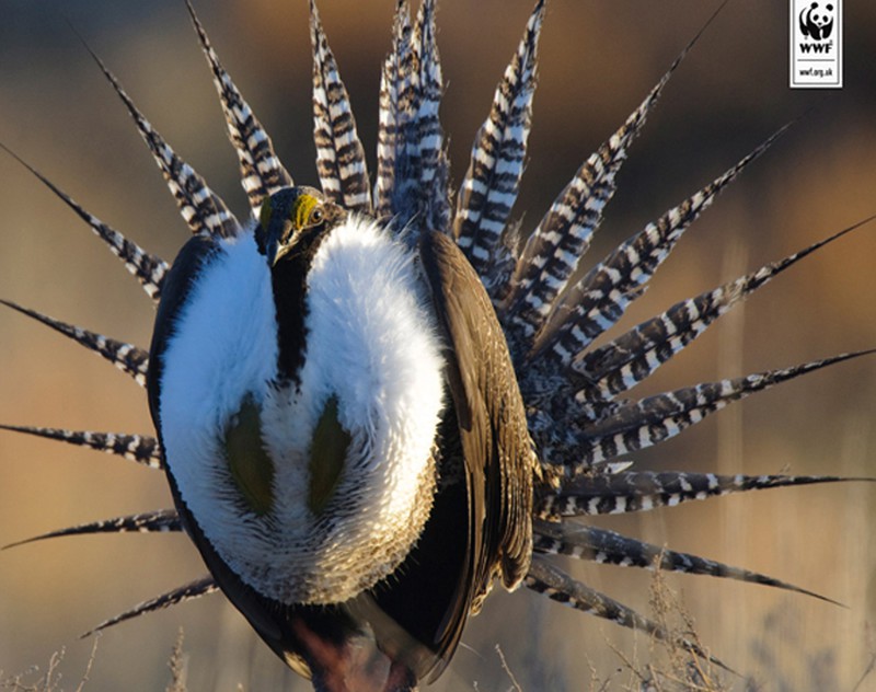 Kỳ lạ loài gà bay như chim và ‘khiêu vũ’ tuyệt đẹp - ảnh 2