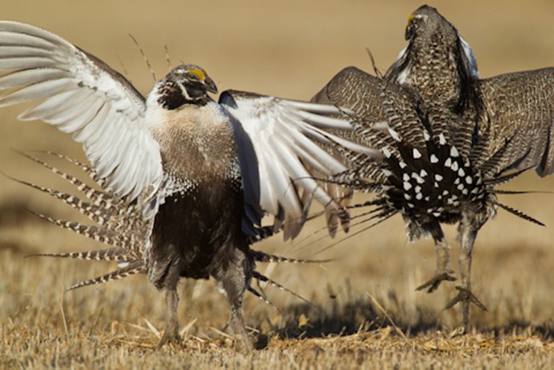 Kỳ lạ loài gà bay như chim và ‘khiêu vũ’ tuyệt đẹp - ảnh 3