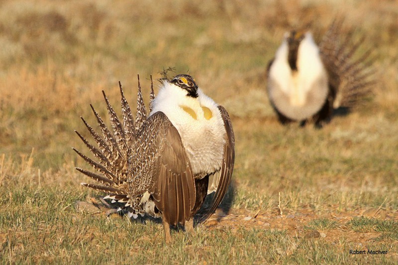 Kỳ lạ loài gà bay như chim và ‘khiêu vũ’ tuyệt đẹp - ảnh 4