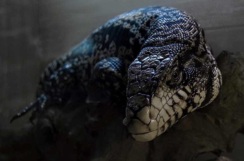 Bộ dạng kinh hãi của loài thằn lằn khổng lồ đến từ thời tiền sử - ảnh 1