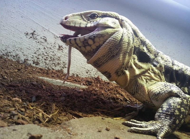 Bộ dạng kinh hãi của loài thằn lằn khổng lồ đến từ thời tiền sử - ảnh 10