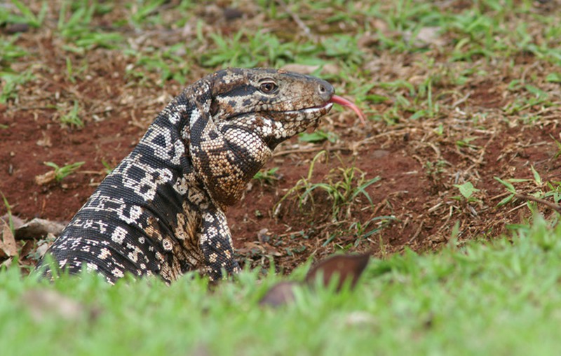 Bộ dạng kinh hãi của loài thằn lằn khổng lồ đến từ thời tiền sử - ảnh 11