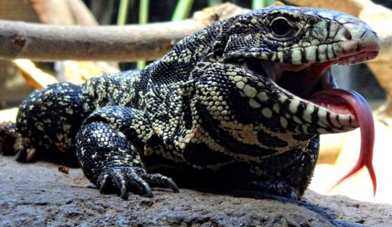 Bộ dạng kinh hãi của loài thằn lằn khổng lồ đến từ thời tiền sử - ảnh 12