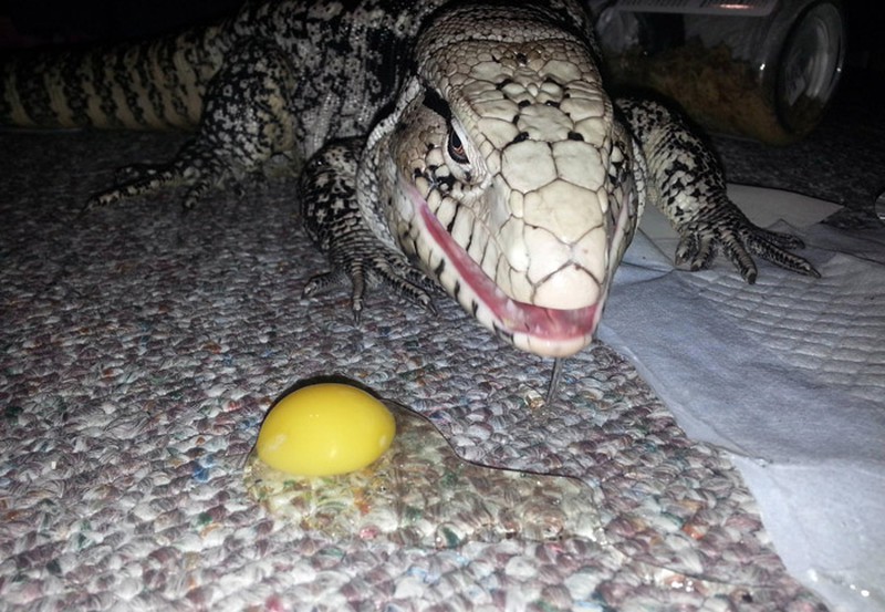 Bộ dạng kinh hãi của loài thằn lằn khổng lồ đến từ thời tiền sử - ảnh 13