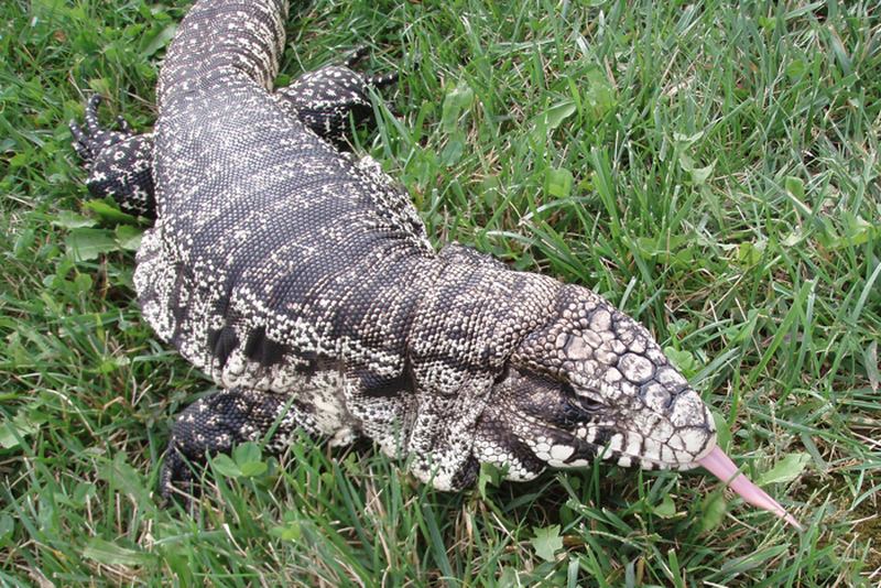 Bộ dạng kinh hãi của loài thằn lằn khổng lồ đến từ thời tiền sử - ảnh 2