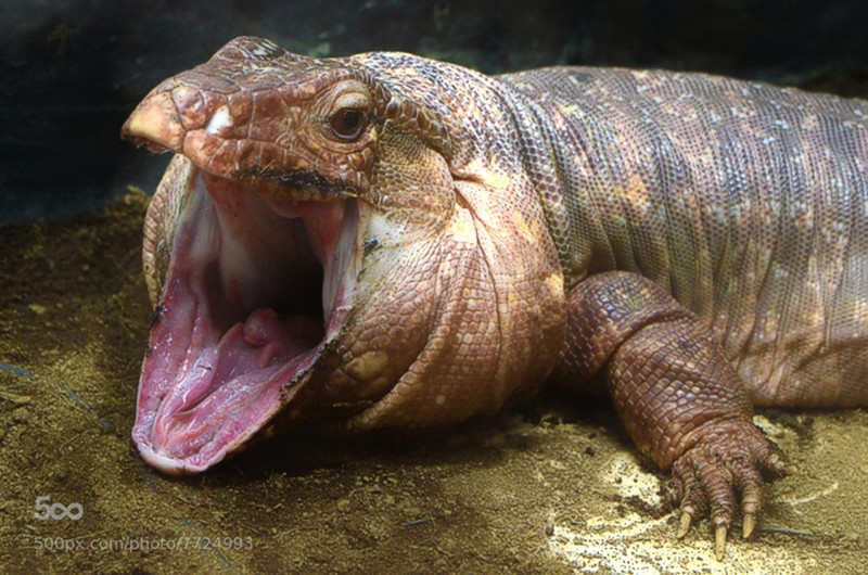 Bộ dạng kinh hãi của loài thằn lằn khổng lồ đến từ thời tiền sử - ảnh 3