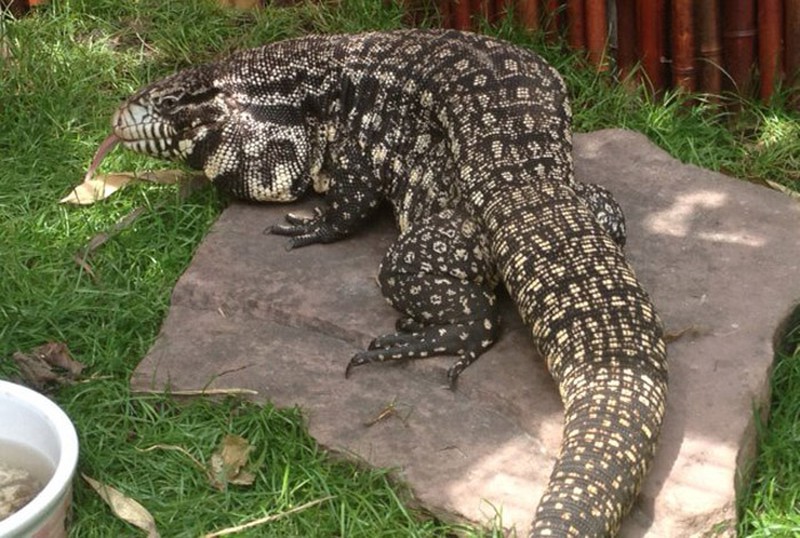 Bộ dạng kinh hãi của loài thằn lằn khổng lồ đến từ thời tiền sử - ảnh 4