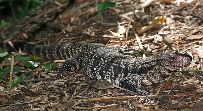 Bộ dạng kinh hãi của loài thằn lằn khổng lồ đến từ thời tiền sử - ảnh 5