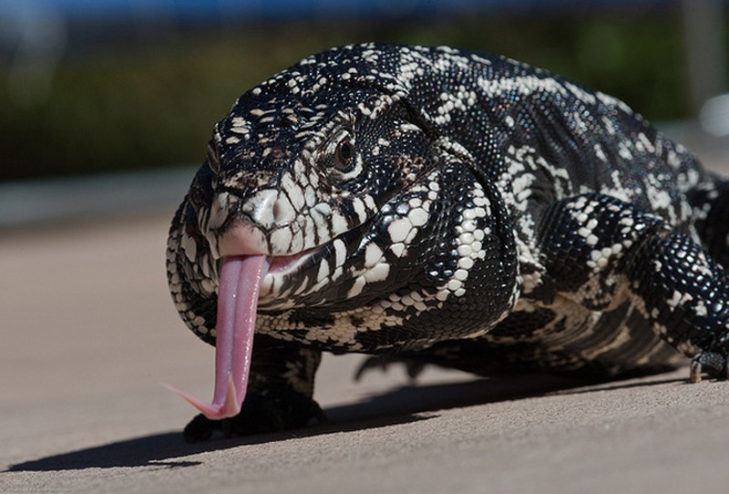 Bộ dạng kinh hãi của loài thằn lằn khổng lồ đến từ thời tiền sử - ảnh 7