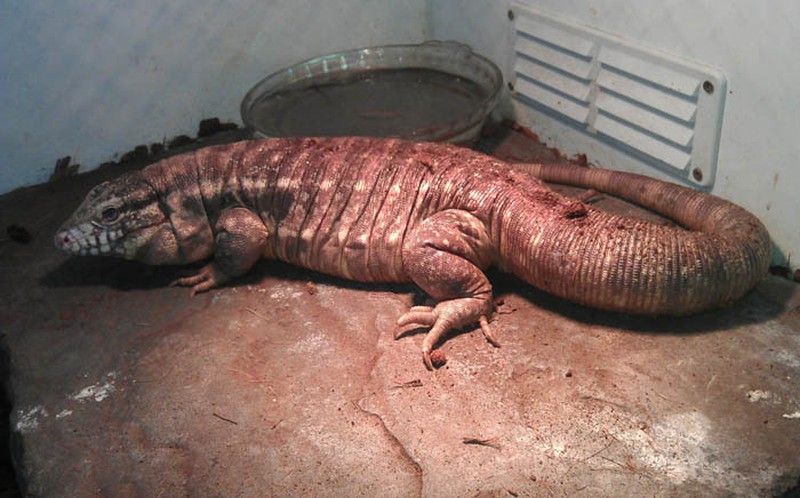 Bộ dạng kinh hãi của loài thằn lằn khổng lồ đến từ thời tiền sử - ảnh 8