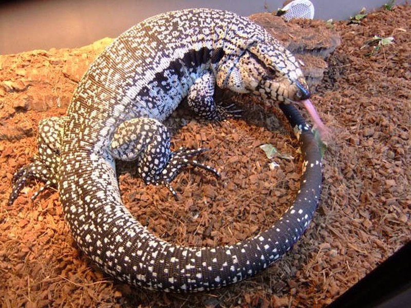 Bộ dạng kinh hãi của loài thằn lằn khổng lồ đến từ thời tiền sử - ảnh 9