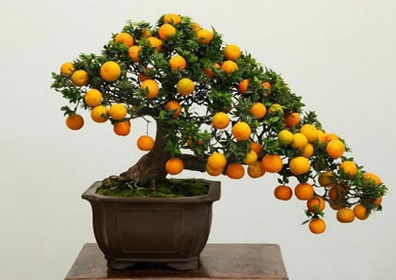 Những cây bonsai hoa quả dễ thương nhất quả đất! - ảnh 2