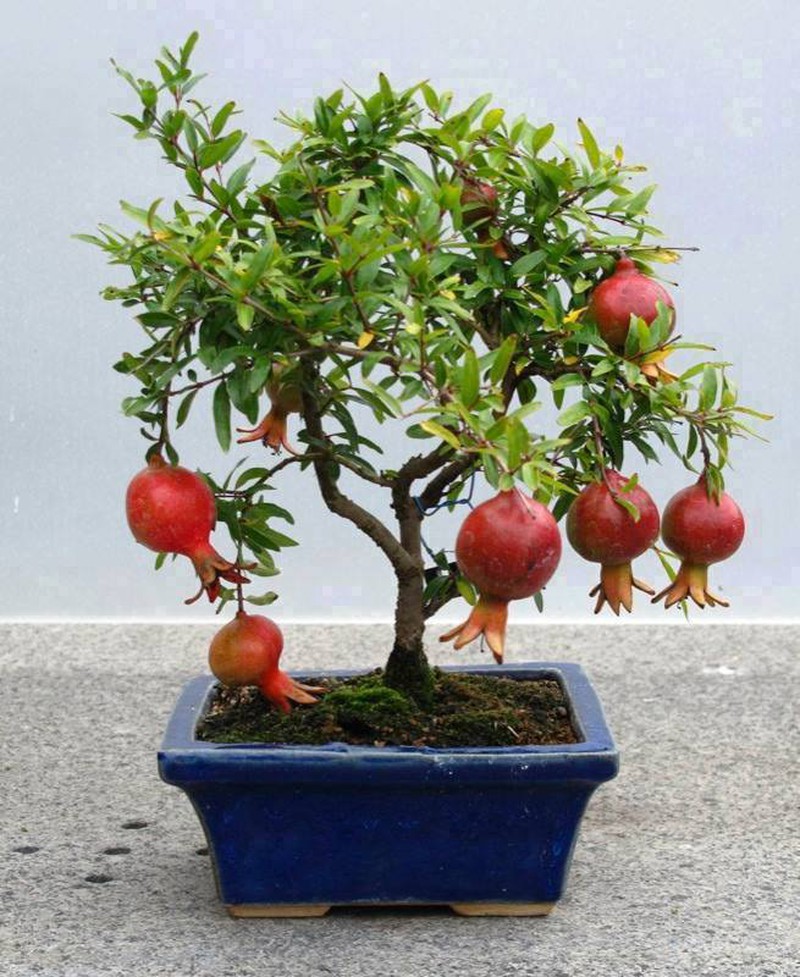 Những cây bonsai hoa quả dễ thương nhất quả đất! - ảnh 9