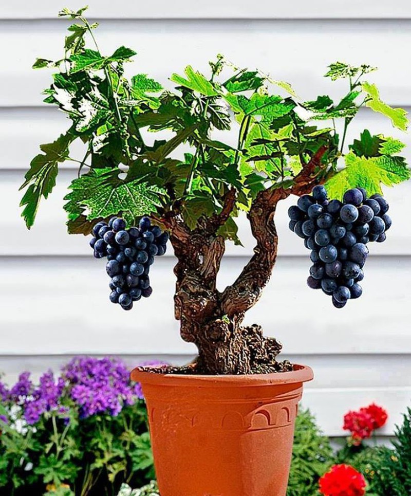 Những cây bonsai hoa quả dễ thương nhất quả đất! - ảnh 10