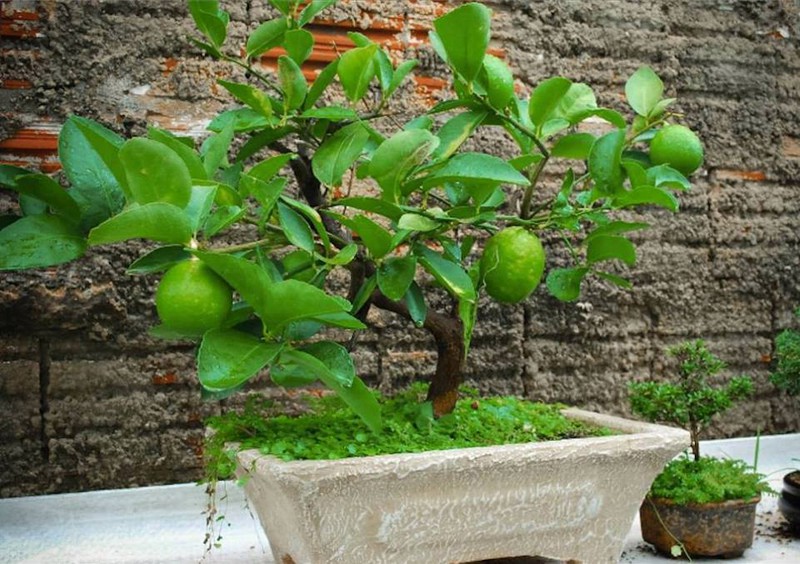 Những cây bonsai hoa quả dễ thương nhất quả đất! - ảnh 12