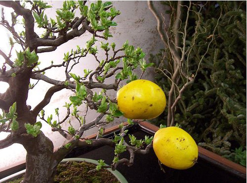 Những cây bonsai hoa quả dễ thương nhất quả đất! - ảnh 4