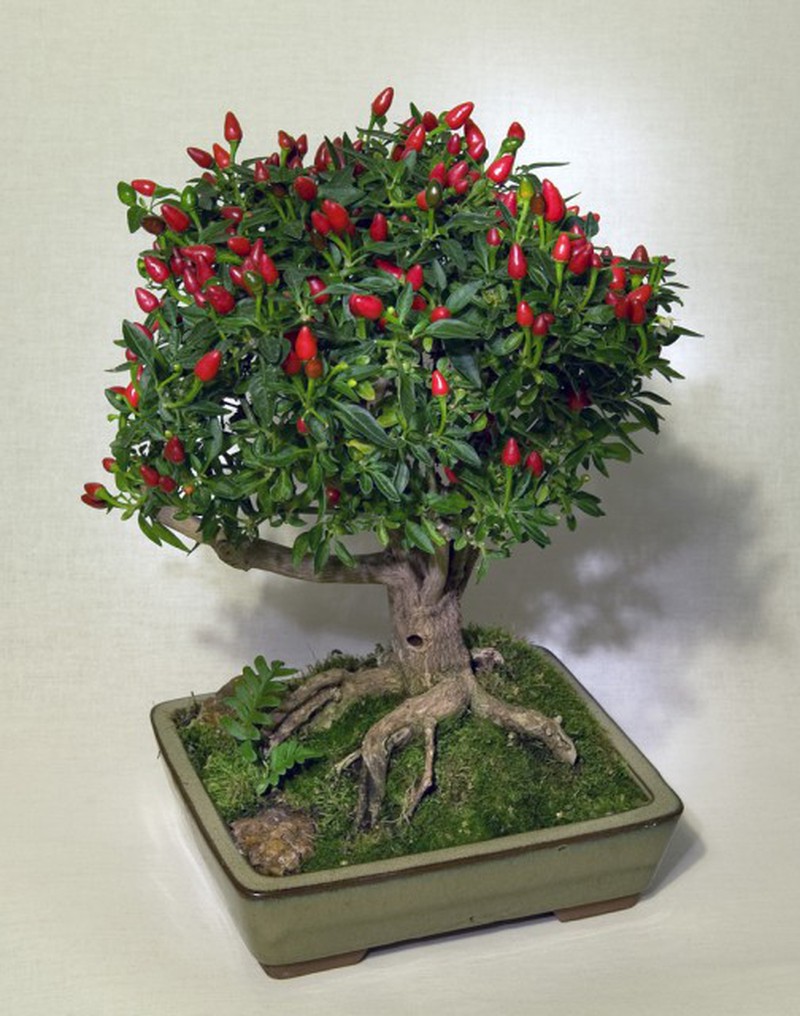 Những cây bonsai hoa quả dễ thương nhất quả đất! - ảnh 5