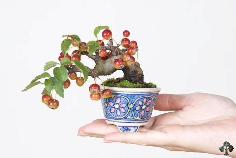 Những cây bonsai hoa quả dễ thương nhất quả đất! - ảnh 7