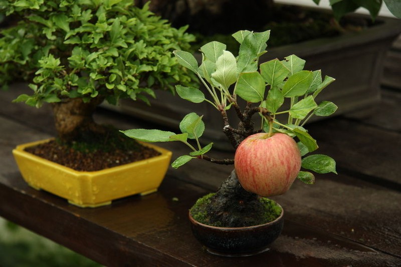 Những cây bonsai hoa quả dễ thương nhất quả đất! - ảnh 8