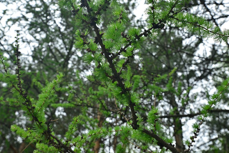 Ngỡ ngàng vẻ đẹp bình yên Siberia vào hè - ảnh 2