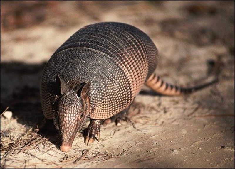 Armadillos