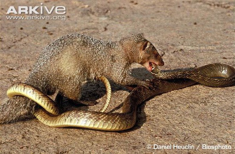 Mongoose