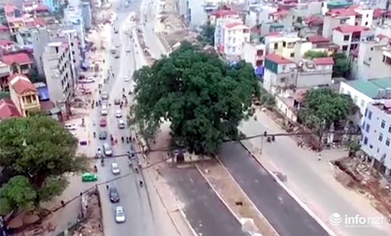 Cận cảnh con đường ngàn tỷ đồng “né” cây đa hơn 100 năm tuổi giữa Thủ đô - ảnh 1