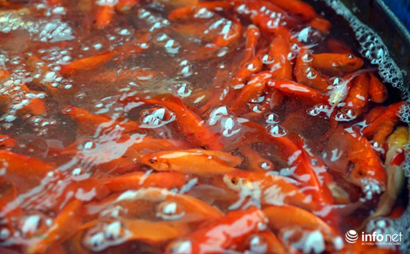 Chợ cá lớn nhất Thủ đô đầy ắp cá chép vàng tiễn ông Táo - ảnh 10