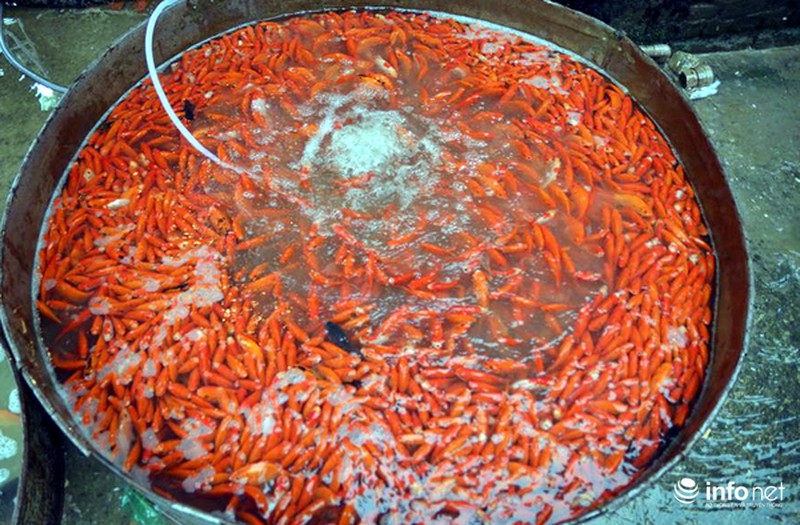 Chợ cá lớn nhất Thủ đô đầy ắp cá chép vàng tiễn ông Táo - ảnh 2